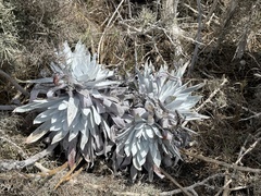 Dudleya anthonyi