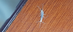 Ctenolepisma