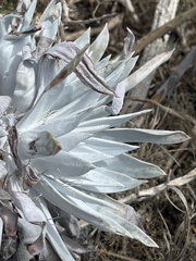 Dudleya anthonyi