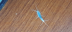 Ctenolepisma
