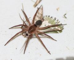 Drepanogynis bifasciata