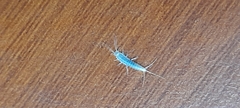 Ctenolepisma