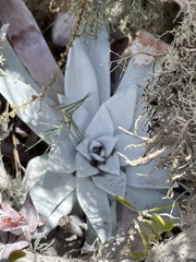 Dudleya anthonyi