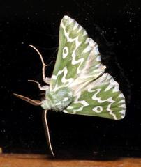 Drepanogynis bifasciata