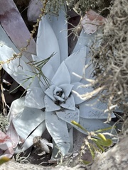 Dudleya anthonyi