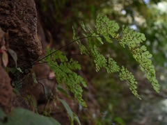 Adiantum raddianum image