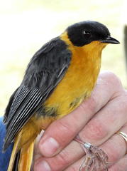 Cossypha dichroa dichroa