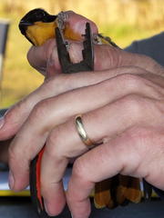 Cossypha dichroa dichroa