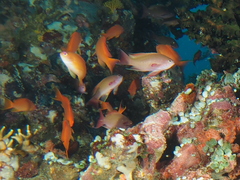 Pseudanthias squamipinnis