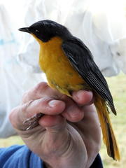 Cossypha dichroa dichroa