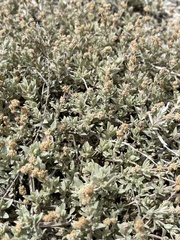 Atriplex watsonii