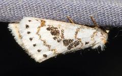 Lacipa picta