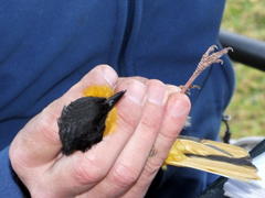 Cossypha dichroa dichroa