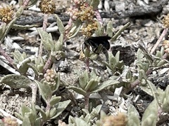 Atriplex watsonii