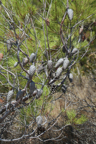 Alepski bor (Pinus halepensis)