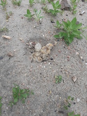 Sternula antillarum athalassos