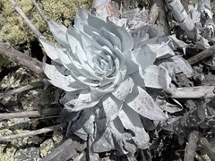 Dudleya anthonyi