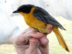 Cossypha dichroa dichroa