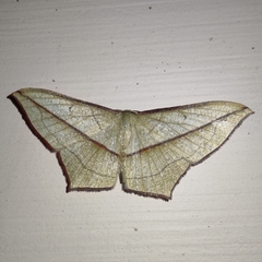 Timandra correspondens