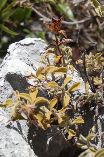 Ružičasti bušin (Cistus creticus)