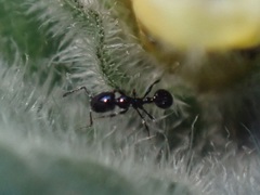 Monomorium carbonarium
