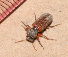 Heteropsoa australis