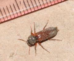 Heteropsoa australis