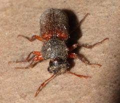 Heteropsoa australis