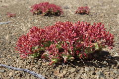 Crassula deltoidea