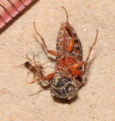 Heteropsoa australis