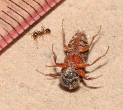 Heteropsoa australis