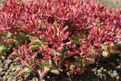 Crassula deltoidea