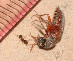 Heteropsoa australis