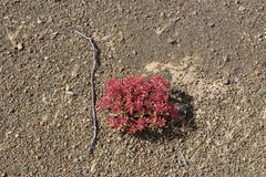 Crassula deltoidea