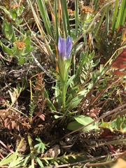 Gentianopsis barbellata