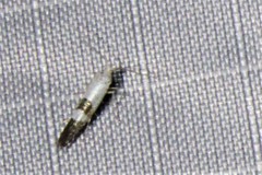 Argyresthia inscriptella