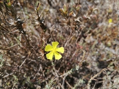 Fumana thymifolia