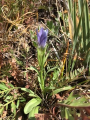 Gentianopsis barbellata