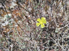 Fumana thymifolia
