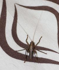 Alfredectes semiaeneus
