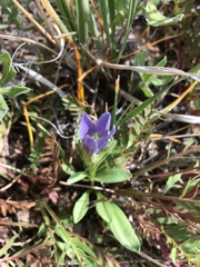 Gentianopsis barbellata