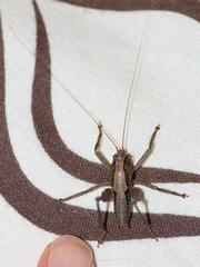 Alfredectes semiaeneus