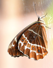 Oxeoschistus simplex