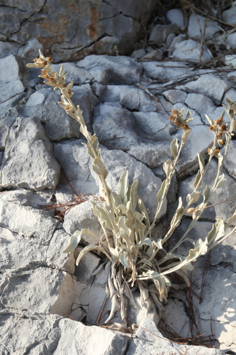 Bjelušina (Pentanema verbascifolium)