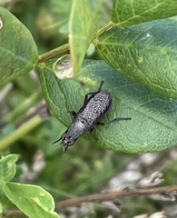 Coremacera marginata