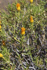 Pteronia pallens