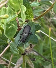 Coremacera marginata