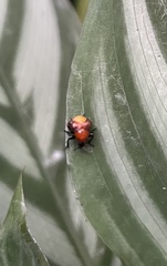 Homoeolabus analis