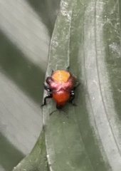 Homoeolabus analis