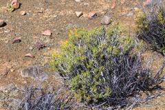 Crassula subaphylla subaphylla